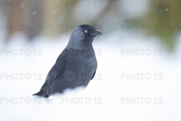 Jackdaw (Corvus monedula) adult bird in a snow covered garden in winter, England, United Kingdom
