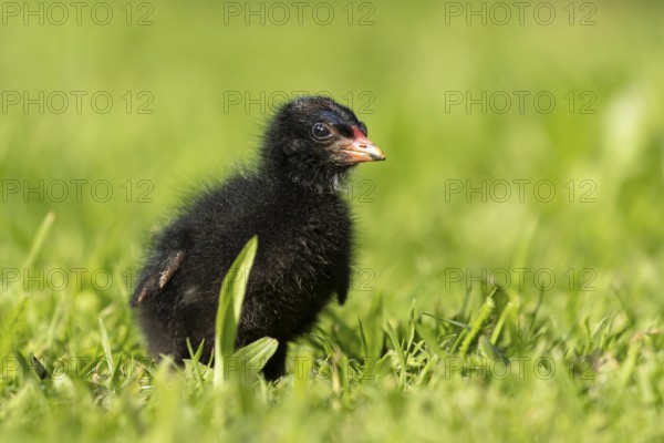 Moorhen (Gallinula chloropus) juvenile baby bird on a grass lawn in summer, England, United Kingdom