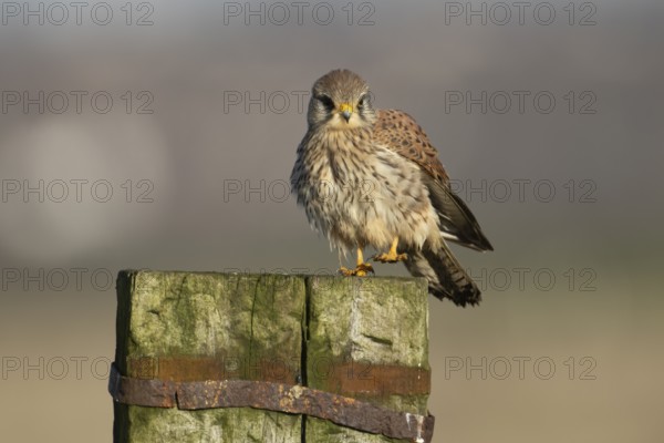 Common kestrel (Falco tinnunculus) adult falcon bird of prey on a wooden post, England, United Kingdom
