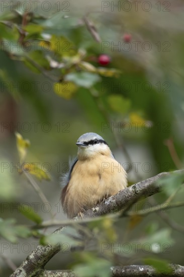 Eurasian nuthatch (Sitta europaea) adult bird on a tree branch in a woodland in autumn, Wales, United Kingdom