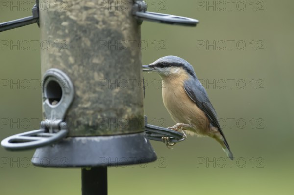 Eurasian nuthatch (Sitta europaea) adult bird feeding on sunflower seeds from a garden bird feeder in autumn, Wales, United Kingdom