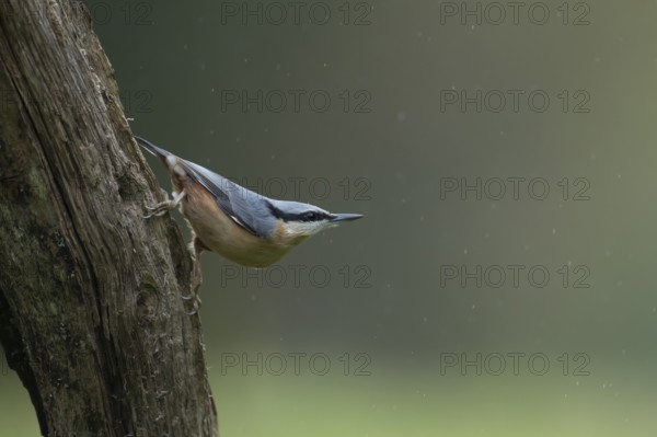 Eurasian nuthatch (Sitta europaea) adult bird on a tree trunk in a woodland in autumn, Wales, United Kingdom