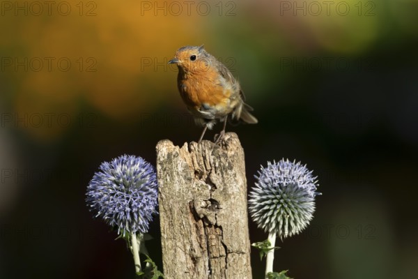 European robin (Erithacus rubecula) adult garden bird on a wooden post in summer, England, United Kingdom
