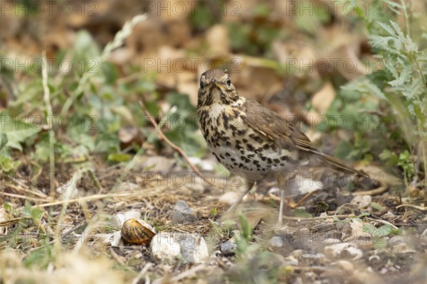 Song thrush (Turdus philomelos) adult garden bird in a flower border in summer, England, United Kingdom