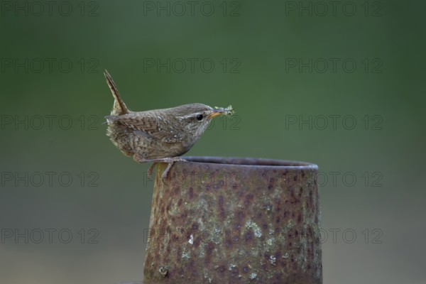 Eurasian wren (Troglodytes troglodytes) adult bird on a piece of metal in a garden with food in its beak in summer, England, United Kingdom