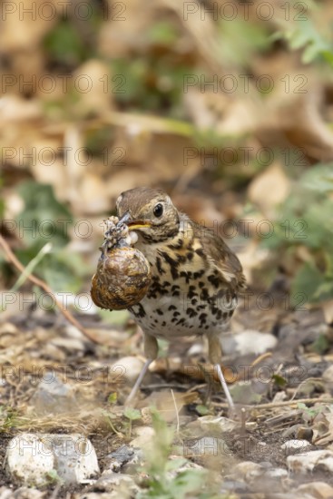 Song thrush (Turdus philomelos) adult garden bird with a snail in its beak for food, England, United Kingdom