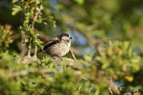 Long tailed tit (Aegithalos caudatus) adult garden bird sleeping on a tree branch in summer, England, United Kingdom