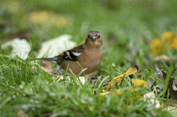Eurasian chaffinch (Fringilla coelebs) adult male bird on a garden grass lawn in autumn, England, United Kingdom