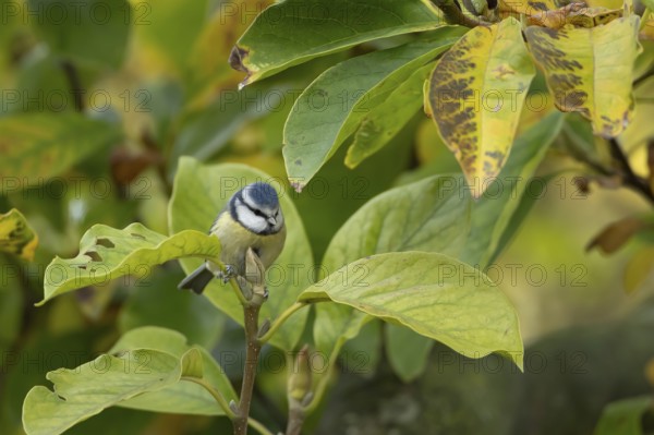 Blue tit (Cyanistes caeruleus) adult garden bird on a Magnolia tree branch amongst autumn colour leaves, England, United Kingdom