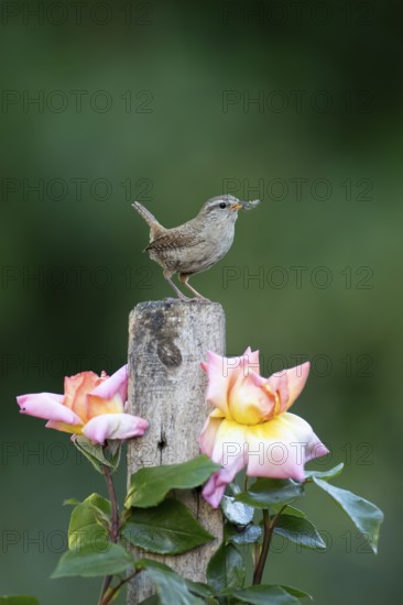 Eurasian wren (Troglodytes troglodytes) adult bird on a garden fence post with food in its beak in summer, England, United Kingdom
