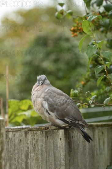 Wood pigeon (Columba palumbus) juvenile baby squab bird on a garden fence in summer, England, United Kingdom