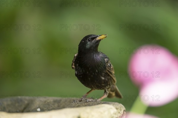 Eurasian starling (Sturnus vulgaris) adult garden bird drinking water from a bird bath in summer, England, United Kingdom