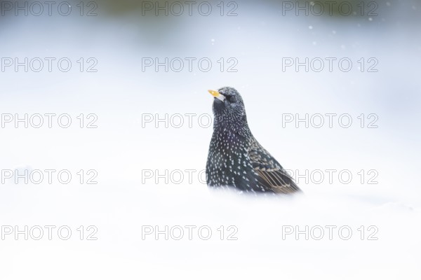 Eurasian starling (Sturnus vulgaris) adult garden bird in snow in winter, England, United Kingdom