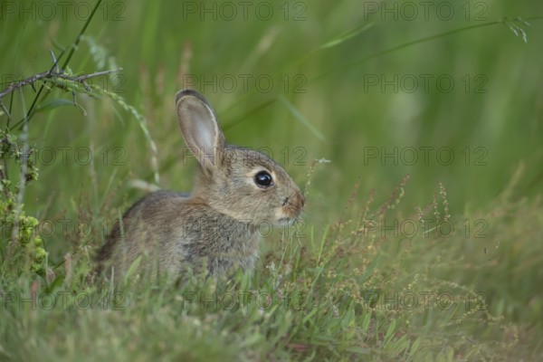 Rabbit (Oryctolagus cuniculus) juvenile baby wild animal in grassland in summer, England, United Kingdom