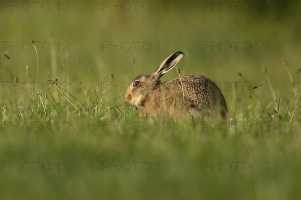 Brown hare (Lepus europaeus) adult wild animal in grassland in summer, England, United Kingdom