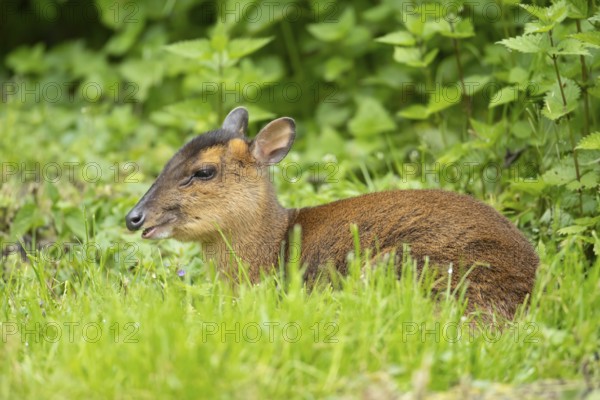 Muntjac deer (Muntiacus reevesi) adult wild animal in grassland in summer, England, United Kingdom