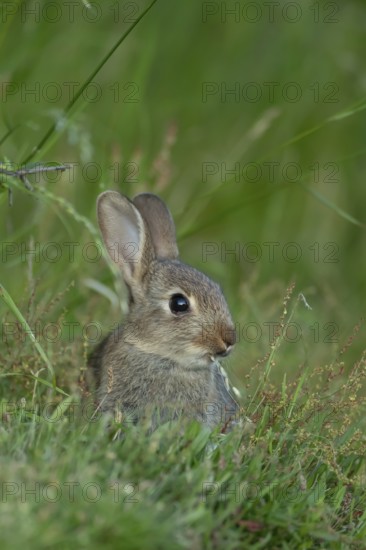 Rabbit (Oryctolagus cuniculus) juvenile baby wild animal in grassland in summer, England, United Kingdom