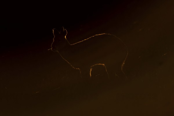 Chinese water deer (Hydropotes inermis) adult wild animal rimlit feeding in marshland at sunset, England, United Kingdom