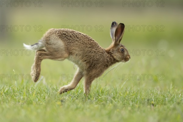 Brown hare (Lepus europaeus) adult wild animal running in grassland in summer, England, United Kingdom
