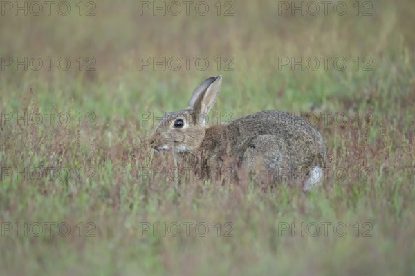 Rabbit (Oryctolagus cuniculus) adult wild animal in grassland in summer, England, United Kingdom
