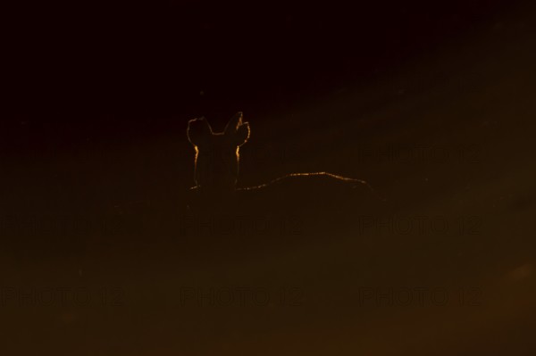 Chinese water deer (Hydropotes inermis) adult wild animal backlit in marshland at sunset, England, United Kingdom