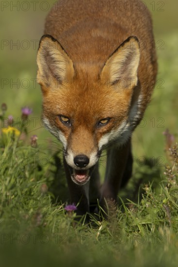 Red fox (Vulpes vulpes) adult wild animal amongst wildflowers in grassland in summer, England, United Kingdom