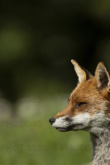 Red fox (Vulpes vulpes) adult wild animal head portrait, England, United Kingdom