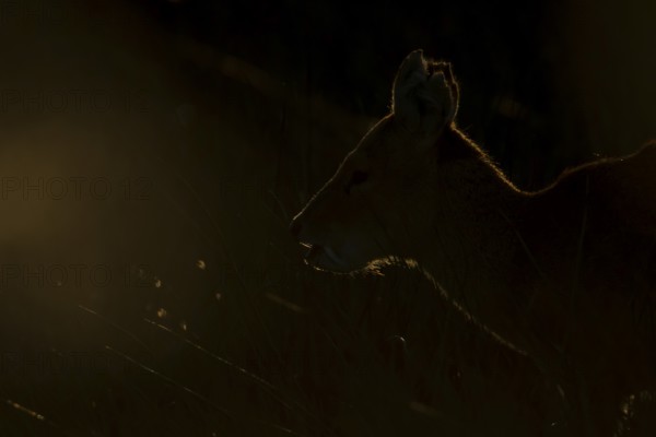 Chinese water deer (Hydropotes inermis) adult wild animal rimlit in marshland at sunset, England, United Kingdom