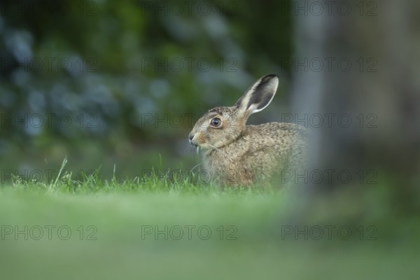 European brown hare (Lepus europaeus) adult wild animal in a garden in summer, England, United Kingdom