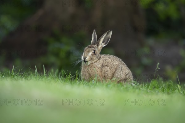 European brown hare (Lepus europaeus) adult wild animal feeding on a garden grass lawn in summer, England, United Kingdom