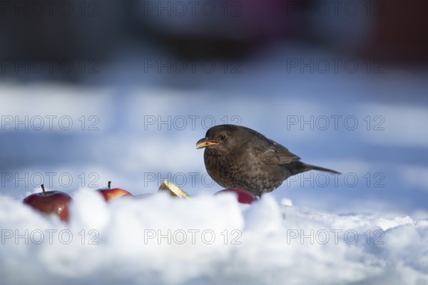 Eurasian blackbird (Turdus merula) adult male garden bird feeding on a pear fruit on a snow covered lawn in winter, England, United Kingdom