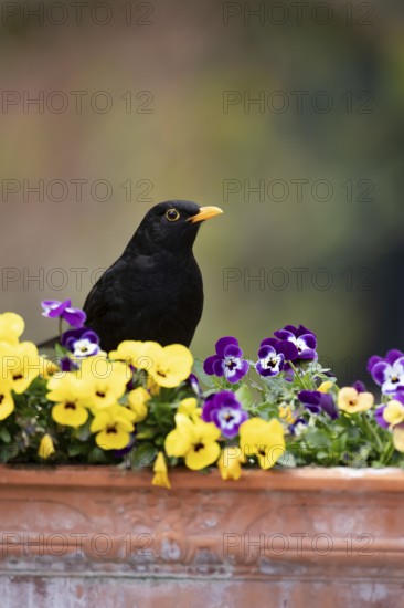 Eurasian blackbird (Turdus merula) adult male garden bird on a planter with flowering Pansy plants in spring, England, United Kingdom