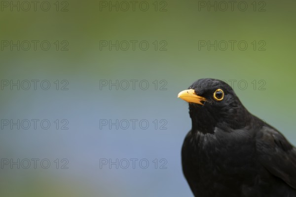 Eurasian blackbird (Turdus merula) adult male garden bird head portrait in spring, England, United Kingdom