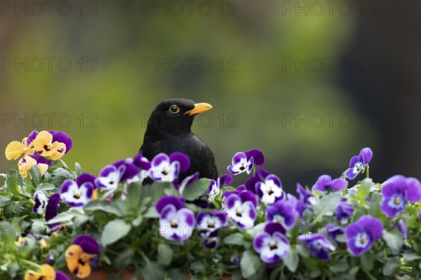 Eurasian blackbird (Turdus merula) adult male garden bird on a planter with flowering Pansy plants in spring, England, United Kingdom