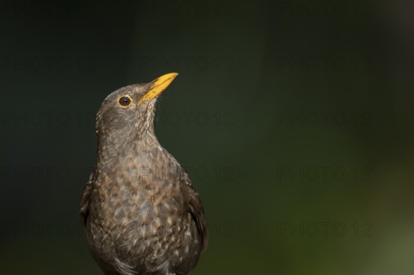 Eurasian blackbird (Turdus merula) adult female garden bird head portrait, England, United Kingdom