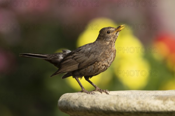 Eurasian blackbird (Turdus merula) adult female garden bird on a bird bath in summer, England, United Kingdom