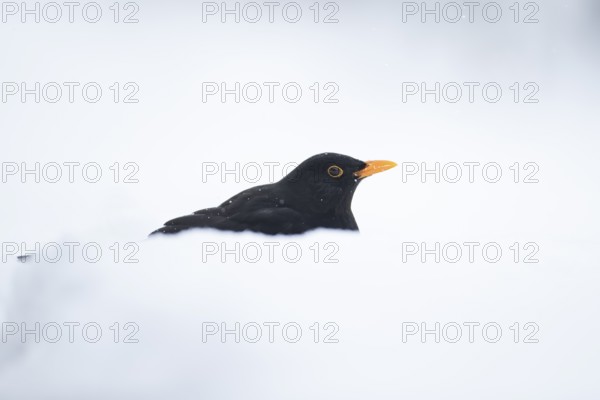 Eurasian blackbird (Turdus merula) adult male garden bird on a snow covered lawn in winter, England, United Kingdom