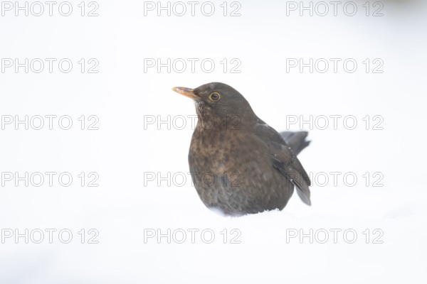 Eurasian blackbird (Turdus merula) adult female garden bird on a snow covered lawn in winter, England, United Kingdom