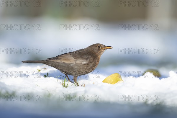 Eurasian blackbird (Turdus merula) adult male garden bird feeding on fruit on a snow covered lawn in winter, England, United Kingdom