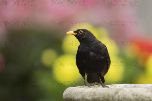 Eurasian blackbird (Turdus merula) adult male garden bird on a bird bath in summer, England, United Kingdom