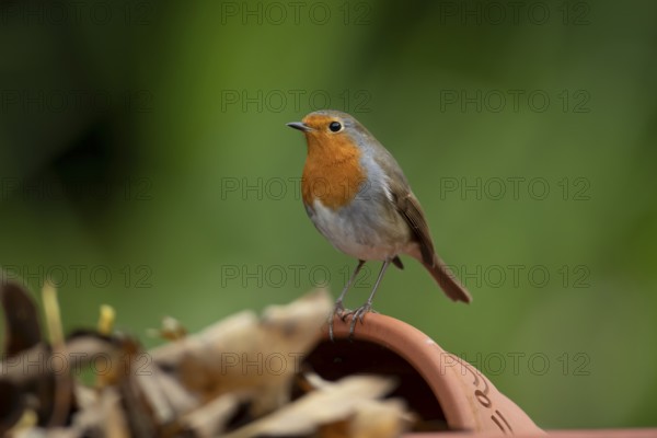 European robin (Erithacus rubecula) adult garden bird on a plant pot, England, United Kingdom