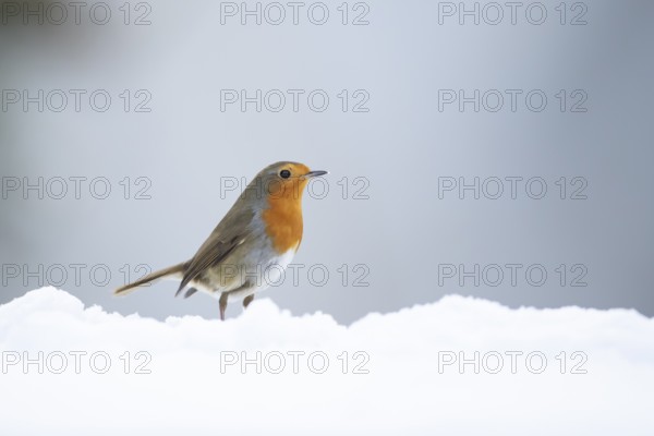 European robin (Erithacus rubecula) adult garden bird on snow in winter, England, United Kingdom