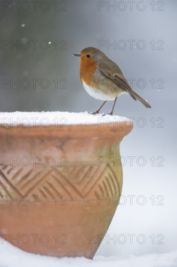 European robin (Erithacus rubecula) adult garden bird on a snow covered plant pot in winter, England, United Kingdom