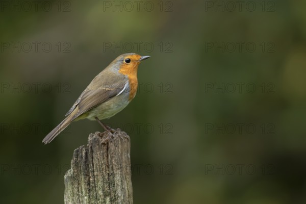 European robin (Erithacus rubecula) adult garden bird on a wooden post, England, United Kingdom