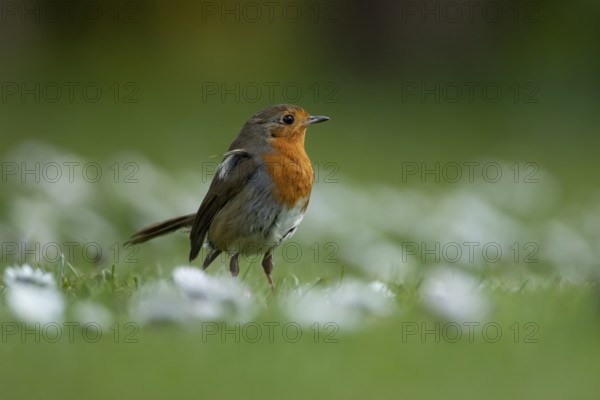 European robin (Erithacus rubecula) adult garden bird on a grass lawn with daisy flowers in spring, England, United Kingdom
