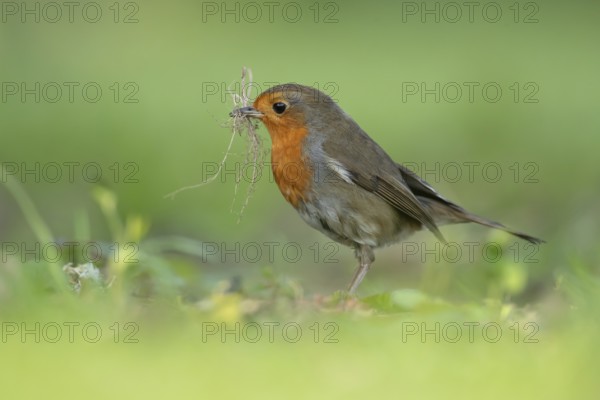 European robin (Erithacus rubecula) adult garden bird with nest material in its beak in spring, England, United Kingdom