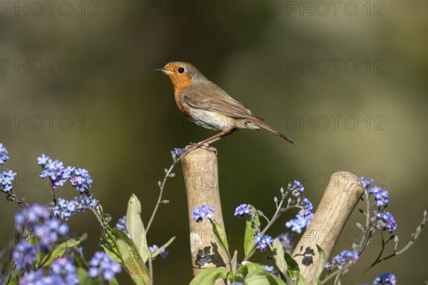 European robin (Erithacus rubecula) adult garden bird on shears handle in spring, England, United Kingdom
