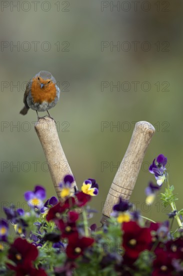 European robin (Erithacus rubecula) adult garden bird on shears handle in spring, England, United Kingdom