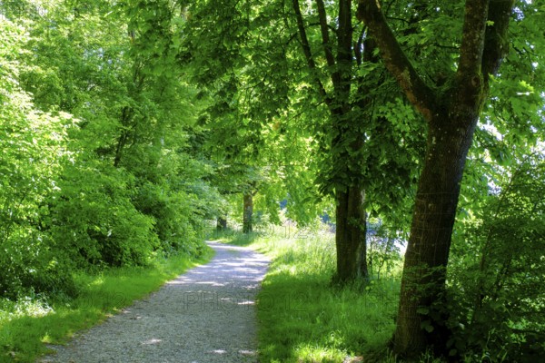 Wanderweg am Erlensee, Erlensee, near Schechen, Upper Bavaria, Bavaria, Germany