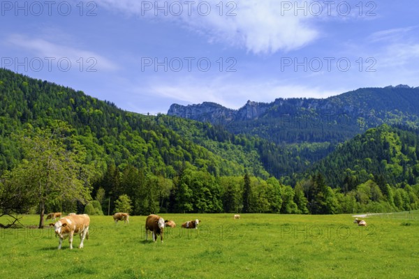 Hintergschwendt bei Bernau unter der Kampenwand, Chiemgau, Upper Bavaria, Bavaria, Germany